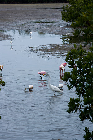 85547_ZV4N_7345-134_Miami_To_Sanibel_Island_FL