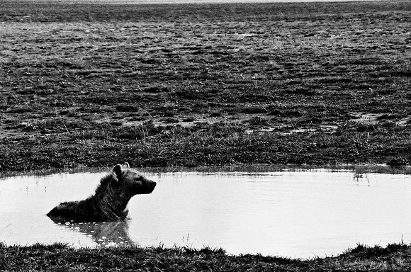 B3_82005_BW_194_New_Masa_Mara_Africa_89_21