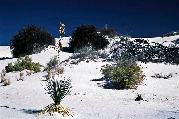 47894_B16_SL_COLOR_LA_MESILLA0_TO_WHITE_SOUNDS_NAT_MNY_HWY20_NM_97_1451.jpg