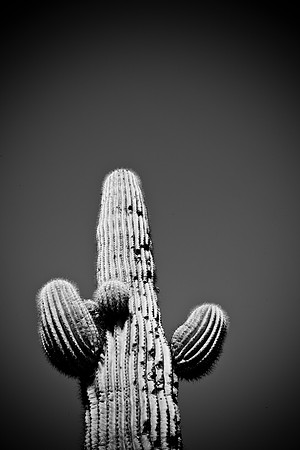 0031_La_Arizona_5L8Y5445