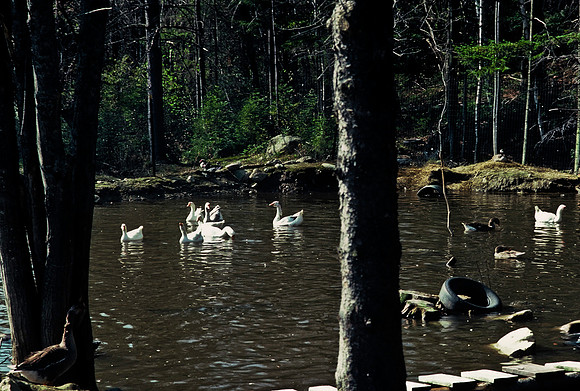 64039_B1_SL_COLOR_UP STATE_NY_86_17.jpg