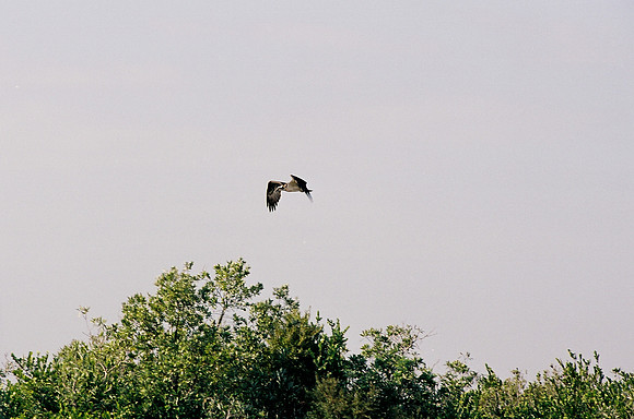 84694_EVERGLADES 33937__Azuley-R2-6