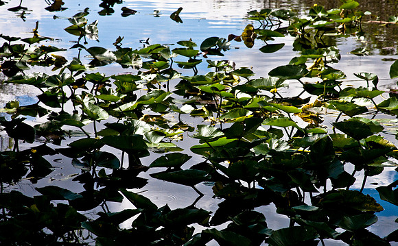 2527_EVERGLADES_MIAMI_FLORIDA_AOM_20090315__A0M1215