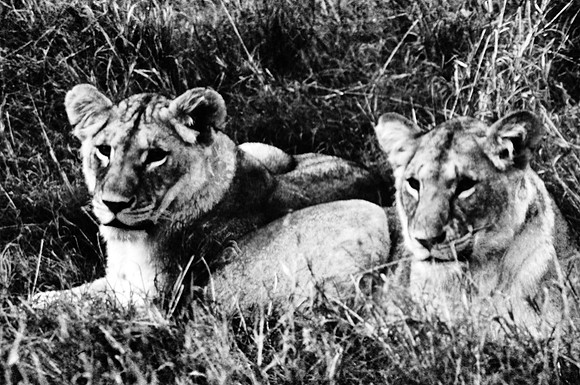 55460_SL_COLOR_LIONS_MOUNT_KENYA_AFRICA_1989-2