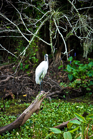 84681_ZV4N_7843_FL_USA_2008