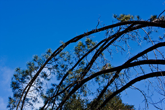 36425_DG_CALIFORNIA_USA_2007_ZV4N_4145