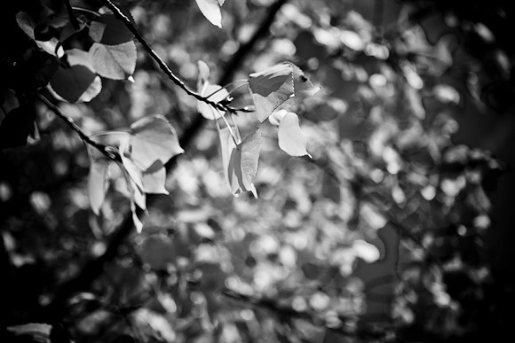 0019_Aspen_To_Jackson_Hole_Wyoming_5L8Y6792