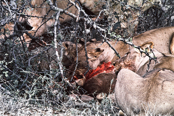 55448_SL_COLOR_LIONS_SUMBURU_KENYA_AFRICA_1989_13