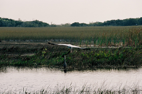84694_EVERGLADES 33937__Azuley-R3-21