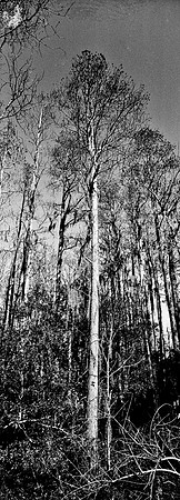 7749_FL_BW_LOUISIANA_01_14.jpg