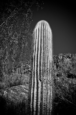 0031_La_Arizona_5L8Y5284