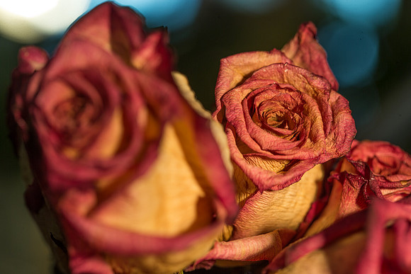 20140722_Roses_Dry_Studio_Shots_CG3P0324