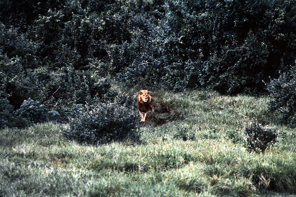 55458_SL_COLOR_LIONS_ABERDEN_KENYA_AFRICA_1989_13