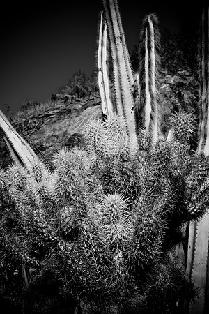 0031_DG_Cactus_Scottsdale_AZ_USA_2009_5L8Y5216