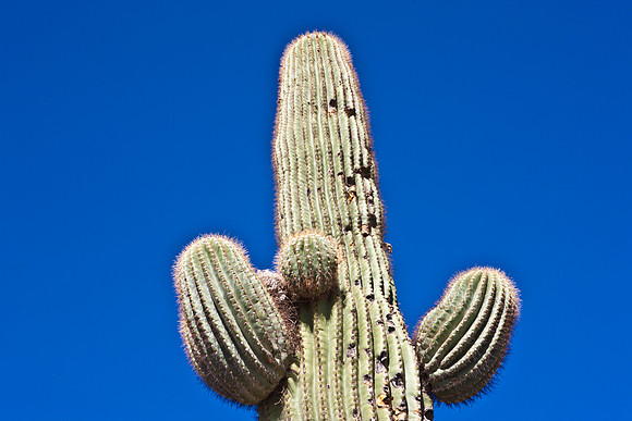 0031_La_Arizona_5L8Y5444