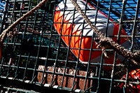 06596_DG_COLOR_BASS_HARBOR_MAINE_ME_USA_ZV4N_193_06