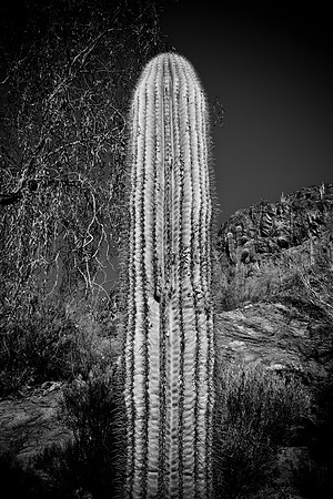 0031_La_Arizona_5L8Y5281