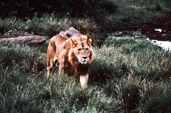 55458_SL_COLOR_LIONS_ABERDEN_KENYA_AFRICA_1989_4