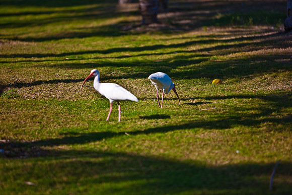 2903_DG_Fisher_Golf_Flamingos_Birds_5l8Y_2790