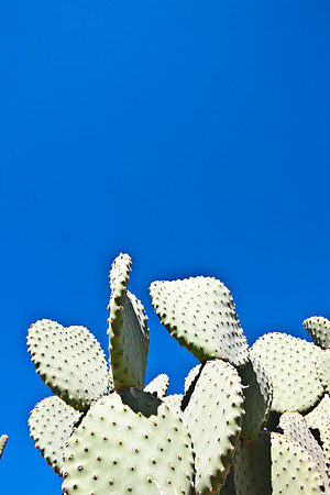 0031_DG_Cactus_Scottsdale_AZ_USA_2009_5L8Y5240