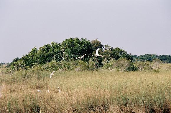 84694_EVERGLADES 33937__Azuley-R2-13