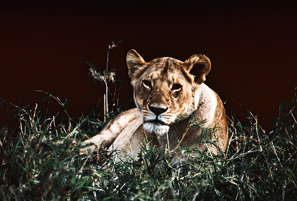 55454_SL_COLOR_LION_KILL_SUMBURU_KENYA_AFRICA_1989_17