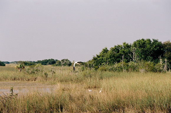 84694_EVERGLADES 33937__Azuley-R2-8