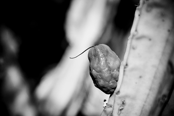 0031_La_Arizona_5L8Y5288