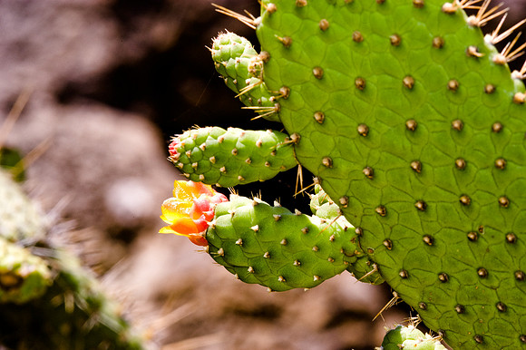 84775_DSC_0090_Fairchild_Garden_Miami_FL_USA