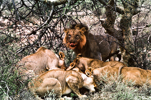 55448_SL_COLOR_LIONS_SUMBURU_KENYA_AFRICA_1989_4