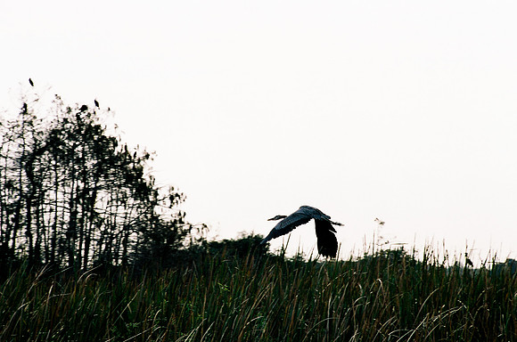 84694_EVERGLADES 33942__Azuley-R8-30