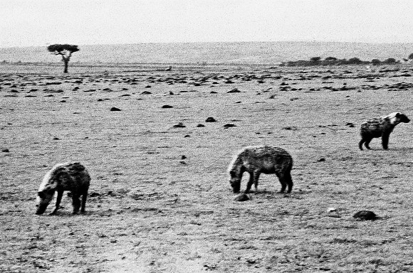 B3_82003_BW_194_New_Sarengety_Africa_89_5