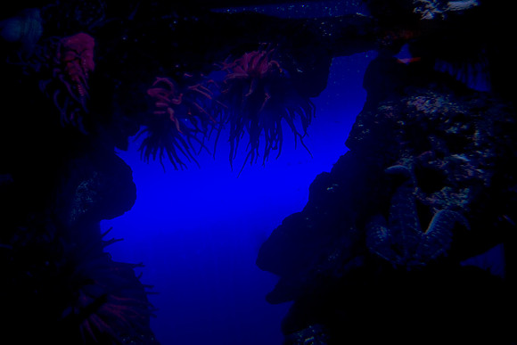 36176_DG_Color_USA_Nassau_Bahamas_Related_Group_AtlantisNassau_Atlantis_Bahamas_ZV4N3523