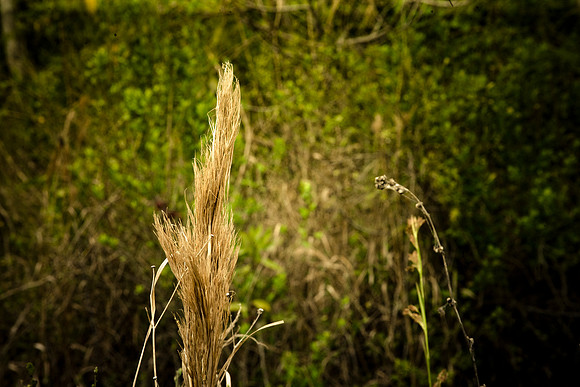 2527_EVERGLADES_MIAMI_FLORIDA_AOM_20090315__A0M1279