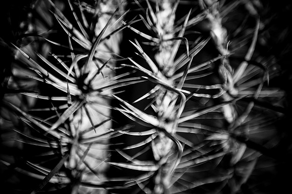 0031_La_Arizona_5L8Y5115
