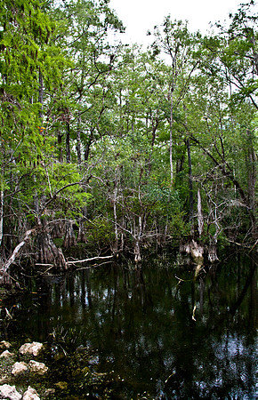 2527_EVERGLADES_MIAMI_FLORIDA_AOM_20090315__A0M1378