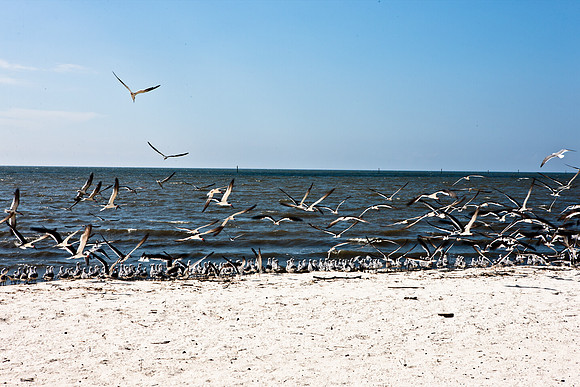 0036-NEW_ORLEANS_TO_PANAMA_CITY_BEACH_5L8Y1154