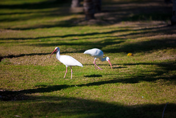 2903_DG_Fisher_Golf_Flamingos_Birds_5l8Y_2791