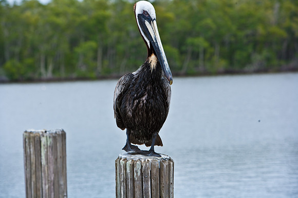 84681_ZV4N_7959_FL_USA_2008