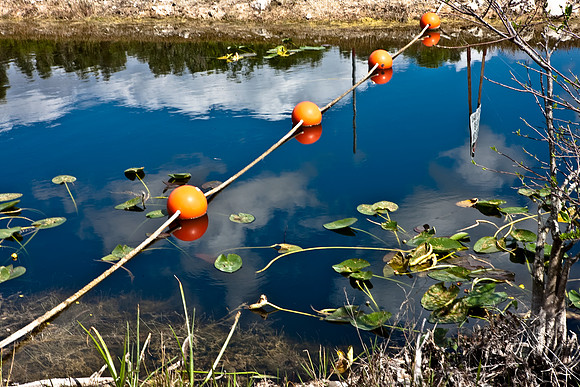 2528_EVERGLADES_MIAMI_FLORIDA_200903016_5L8Y2679
