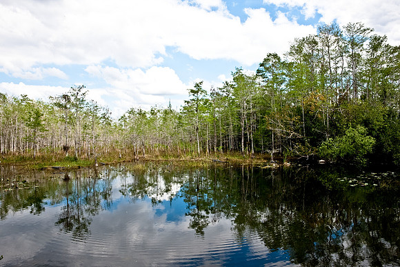 2528_EVERGLADES_MIAMI_FLORIDA_200903016_5L8Y2829