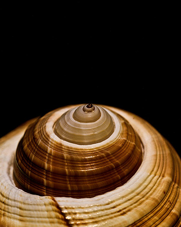 42465_FM_4X5_COLOR_GIANT_TUM_SHELLS_FL_04_02.jpg