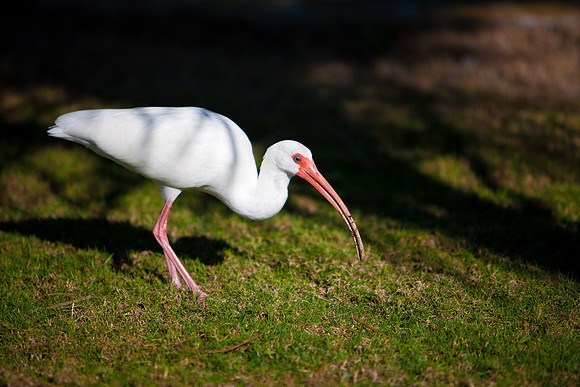2903_DG_Fisher_Golf_Flamingos_Birds_5l8Y_2800