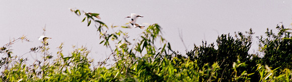 84694_EVERGLADES 33940__Azuley-R6-6A