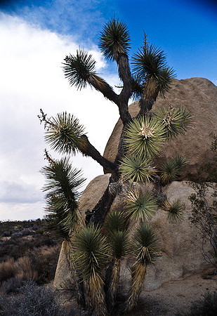 47913_B17_SL_COLOR_JOSHUA TREE_CA_97_33.jpg