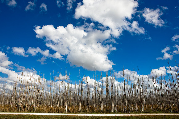 2528_EVERGLADES_MIAMI_FLORIDA_200903016_5L8Y2617