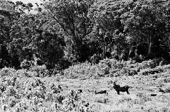 B3_82001_BW_194_New_Safari_Lion_Track_Africa_89_21