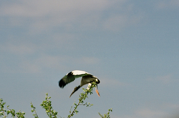 84694_EVERGLADES 33941__Azuley-R4-9A