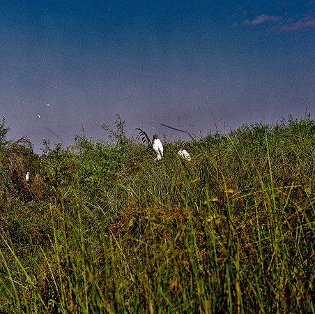 84694_EVERGLADES 33932_AZ1207-R4-E042