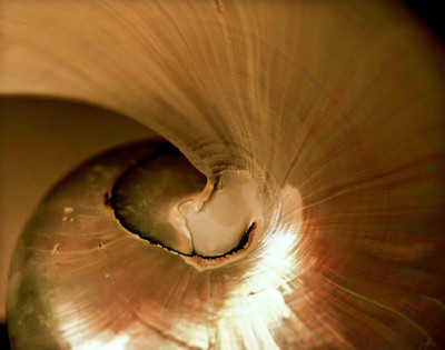 42474_FM_4X5_COLOR_NATNAUT_SHELLS_FL_04_01
